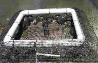 Turtle Traps, Sundeck Turtle Traps, Hoop Net Turtle Traps